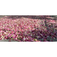 500g Cánh hoa sen khô sấy lạnh dùng làm trà, thảo dược, tốt cho sức khoẻ, dưỡng tâm| Đặc sản Quê Bác