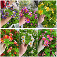 500g Điểm Cúc My Cúc Tana Trang Trí Hộp Quà - Giỏ Quà