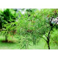 500g lá cây đinh lăng lá nếp,  bụi cây giống