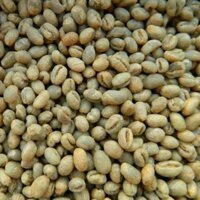 500g nhân cà phê culi nhân sống (cây giống chi lăng 47)