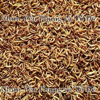 500g sâu gạo sấy khô dinh dưỡng (hàng loại 1) thức ăn dành cho Chim cảnh, Gà kiểng, Hamster, Bọ ú, Sóc...