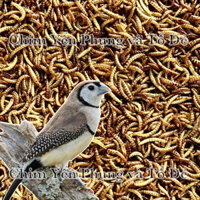 500g sâu gạo sấy khô dinh dưỡng (hàng loại 1) [thức ăn: Chim cảnh, Gà kiểng, Hamster, Bọ ú, Sóc...]