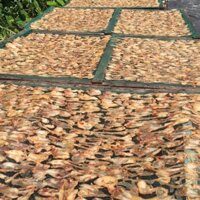 500gr đặc sản bình thuận khô ốc móng tay 1 nắng