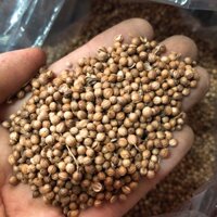 500gr HẠT NGÒ KHÔ/ HẠT MÙI KHÔ - dùng nấu phở, nấu sâm