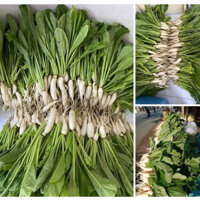 500gram HẠT GIỐNG RAU CẢI CỦ ĂN LÁ
