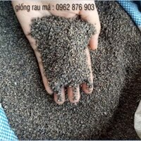 500Gram Hạt Giống Rau Má Lá Nhỏ Nảy Mầm Tốt