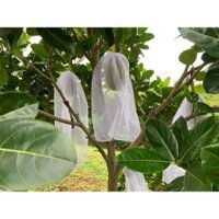 [50*70cm] 50 Cái Túi Bao Bọc Mít Thái,Bọc Chùm Trái Cây,Túi Lưới 50*70 - Túi Bao ,BọcTrái Cây