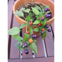 50GR 7000.HẠT Hạt Giống Ớt Ngũ Sắc Kiếp Đỏ Đen TG216 (| B53*W43)