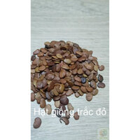 50gram hạt giống trắc đỏ trồng rừng (nảy màm cao hạt tuyển )