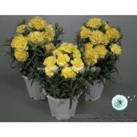 50H Hạt Giống Hoa Cẩm Chướng Kép Trồng Chậu LILLIPOT Yellow (KD| B23)