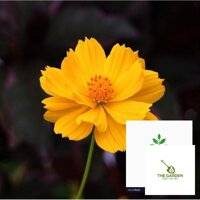 50H - HẠT GIỐNG HOA CÁNH BƯỚM VÀNG LÙN KÉP THE GARDEN