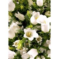 50H Hạt Giống Hoa Chuông Cắt Cành CHAMPION White (KD| B36)