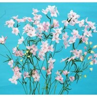 50H Hạt Giống Hoa Phi Yến Cắt Cành TG278 Happy Pink (KD| B15)