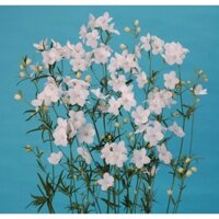 50H Hạt Giống Hoa Phi Yến Cắt Cành TG278 Silky White (KD| B15)