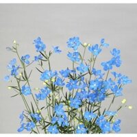 50H Hạt Giống Hoa Phi Yến Cắt Cành TG278 Sky Blue (KD| B15)