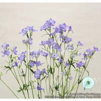 50H Hạt Giống Hoa Phi Yến Cắt Cành TG278 Lavender (KD| B15)