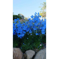 50H Hạt Giống Hoa Phi Yến Trồng Chậu TG277 Blue(KD| B15)