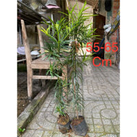 55-65 cm, combo 5 cây tùng vạn niên(la hán)