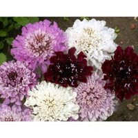 5GR 500.HẠT Hạt Giống Hoa Cúc Tai Thỏ Cầu Lửa Scabiosa Mix Màu (| -KD: B21*V74)