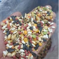 5KG ngũ cốc gà tre ngũ cốc gầ đá ngũ cốc gà chọi ngũ cốc cho gà chiến