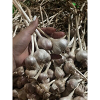 5kg tỏi ta đất đồi loại túm đẹp