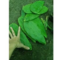 5kg Xương rồng tai thỏ lá vừa để làm thức ăn cho rùa.