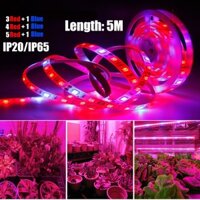 5m 12V Full Spectrum Led Grow Light Strip Đỏ + Xanh Đèn Trồng Chống Nước IP65 / IP20 Cho Thủy Canh Hoa Cây