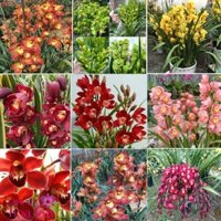 6 củ giống hoa địa lan santo nhiều màu KNS207