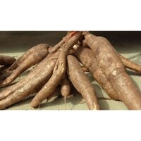 6 KG CỦ KHOAI MÌ [ Sắn ] RUỘT VÀNG DẺO TƯƠI, SẠCH, AN TOÀN[