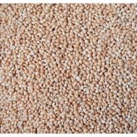 6 kí HẠT KÊ VÀNG thức ăn cho chim vẹt yến phụng, cu gáy,manh,manh