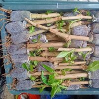 60 cây chè khổng lồ (chè đại)