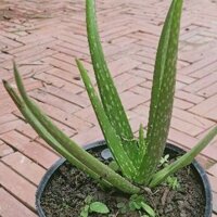 60 cây con Nha đam giống Mỹ be to