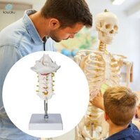 7 Phần Cổ Tử Cung Mô Hình Sống Giải Phẫu Cột Sống Với Thần Kinh Động Mạch Để Trưng Bày Trường Học Sinh Lý Giáo Dục