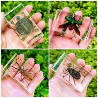 7.4cm Real Insect Specimens Transparent Resin Ornaments For Children Early Childhood Education Cognitive Learning Scorpions Crabs Locusts Stag Beetles NJZ8