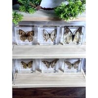 7.5cm Square Butterfly Specimen Real Resin Animal Taxidermy Gift Box Creative Collection Birthday Amber Ornament SMFH