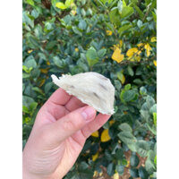 7g yến thô mỏng bụng