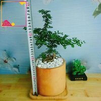 939 Cây Cần Thăng Cây cảnh Bonsai mini