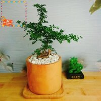 939 Cây Cần Thăng Cây cảnh Bonsai mini