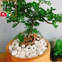 939 Cây Cần Thăng Cây cảnh Bonsai mini