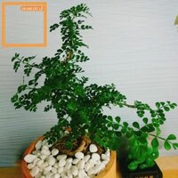 939 Cây Cần Thăng Cây cảnh Bonsai mini