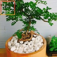 939 Cây Cần Thăng Cây cảnh Bonsai mini