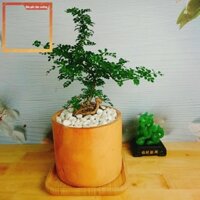 939 Cây Cần Thăng Cây cảnh Bonsai mini