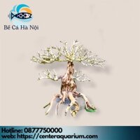 ⚜️ Layout ⚜️ Cây Bonsai mini bể thủy sinh , bể cá cảnh " BỂ CÁ HÀ NỘI "