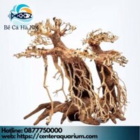 ⚜️ Layout ⚜️ Cây Bonsai mini bể thủy sinh , bể cá cảnh " BỂ CÁ HÀ NỘI "