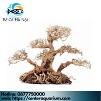 ⚜️ Layout ⚜️ Cây Bonsai mini bể thủy sinh , bể cá cảnh " BỂ CÁ HÀ NỘI "