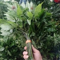 ⚡️ Sale⚡️ sâm ngọc linh tươi 1kg