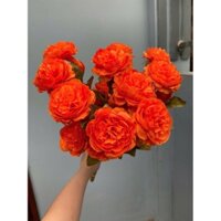 ❤️❤️❤️. Hoa hồng xốp