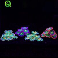 Achieve YÊU THÍCH Mô Phỏng Biển Anemone Sáng Tạo Trang Trí Bể Cá Thủy Sinh