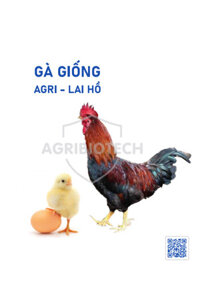 AGRI-Gà lai hồ
