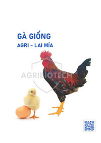AGRI-Gà lai mía